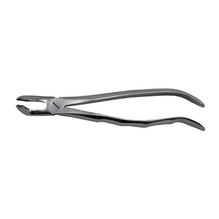 Cleste 79 - Molar de minte inferior cu pinteni